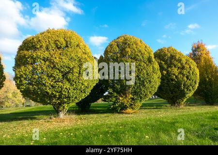 Hornbeam européen Carpinus betulus 'Columnaris' jour ensoleillé automne Banque D'Images