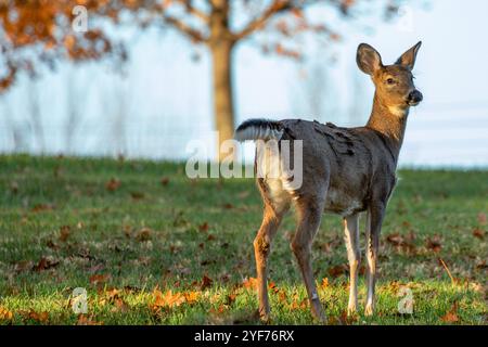 Cerf de Virginie (Odocoileus virginianus) dans un champ du Wisconsin en octobre, horizontal Banque D'Images