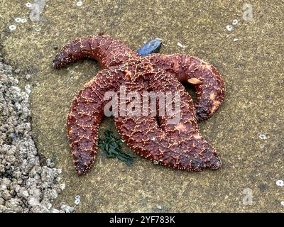 Gros plan d'une étoile de mer violette sur un rocher de grès à marée basse, Colombie-Britannique, Canada Banque D'Images