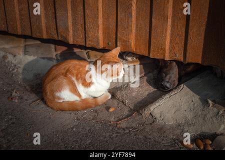 Un chaton gingembre abandonné solitaire Banque D'Images