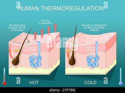 la peau en thermorégulation. Régulation de la température corporelle. La sueur atteint la peau et se transforme d'un liquide en vapeur. La température du corps du mécanisme Illustration de Vecteur