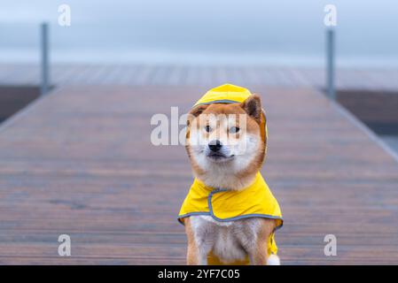 Un chien Shiba inu rouge vêtu d'un imperméable jaune est assis sur une jetée en bois un jour rayonné et brumeux Banque D'Images