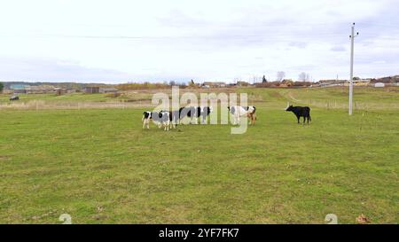 Les veaux à fourrure noire et blanche paissent dans une clairière avec de l'herbe verte un jour d'été. En été, les petites vaches paissent dans le pré. vache avec un veau. Banque D'Images