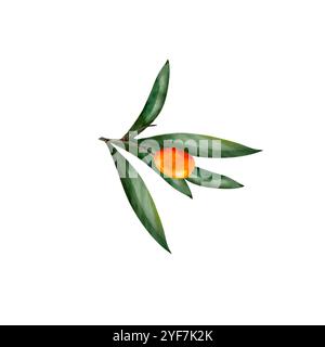 Aquarelle d'argousier, baies peintes juteuses et brindilles dans un style réaliste à la main. Eléments isolés sur fond blanc. Banque D'Images