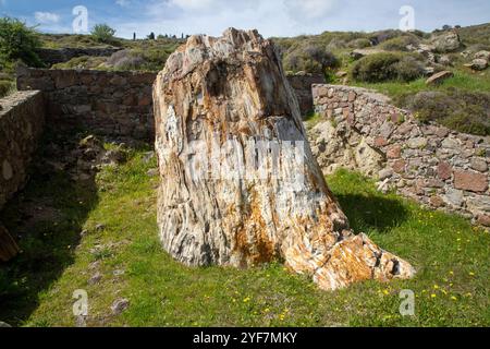 Tronc d'arbre fossilisé du géoparc UNESCO 'Forêt pétrifiée de Sigri' sur l'île de Lesbos en Grèce. Grèce Lesbos forêt fossile Banque D'Images