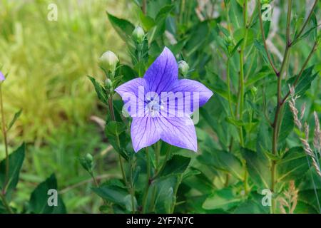 Platycodon grandiflorus en jardinage. Fleurs de ballon. Médecine fleurs sauvages dans les prairies. Cottage jardin. Banque D'Images