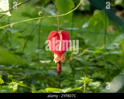 Fleur suspendue rouge abutilon. Plante de jardin ornementale Abutilon megapotamicum ou Callianthe megapotamica. Banque D'Images