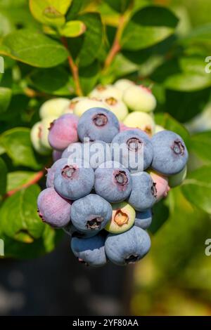 Ferme de myrtilles avec bouquet de fruits mûrs sur l'arbre pendant la saison de récolte à Izmir, Turquie. Historique de cueillette de myrtilles. Banque D'Images