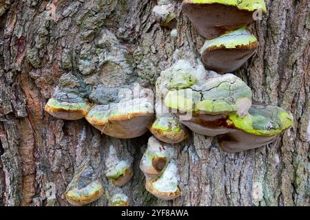 Champignon de support poussant sur le tronc d'un vieil arbre à feuilles caduques Bur Oak Quercus macrocarpa texture d'écorce Banque D'Images