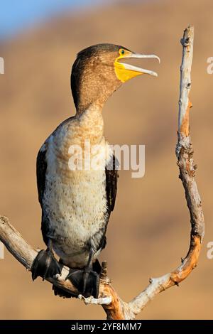 Un cormoran à poitrine blanche (Phalacrocorax lucidus) sur une branche, Parc National de Pilanesberg, Afrique du Sud Banque D'Images