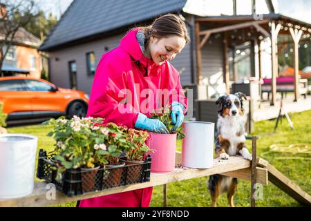 Belle femme avec jardinage de chien de berger australien, plantation de fleurs et de fraises dans des boîtes de métal colorées dans la cour arrière de la maison. Banque D'Images