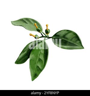 Petites oranges et citrons. Orange, citron, mandarine et citron vert. Bourgeons de fruits. Illustration aquarelle. Aucun arrière-plan Banque D'Images