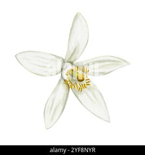 Fleur blanche d'un arbre d'agrumes. Fleur avec cinq pétales. Orange, citron, mandarine et citron vert. Bourgeon de fruit. Illustration aquarelle. Aucun arrière-plan Banque D'Images