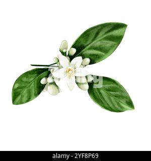 Une brindille d'un oranger. Fleurs et bourgeons d'agrumes. Fleurs blanches de citron, orange, citron vert et mandarine. Illustration aquarelle. Non Banque D'Images
