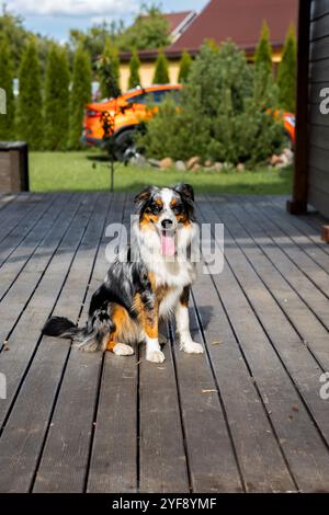 Mignon berger australien assis sur une terrasse en bois près d'une maison privée moderne Banque D'Images