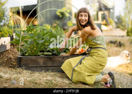 Femme récolte les courgettes dans son jardin écologique Banque D'Images