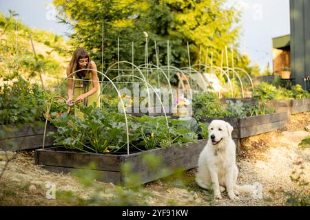 Femme récolte des légumes dans son jardin écologique, avec son chien assis à proximité Banque D'Images