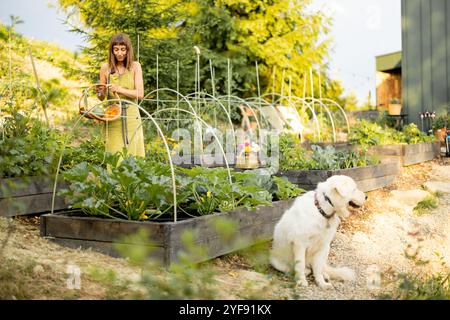 Femme récolte des légumes dans son jardin écologique, avec son chien assis à proximité Banque D'Images