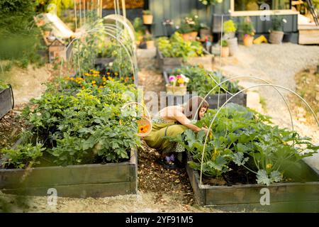 Femme récolte les courgettes dans son jardin écologique Banque D'Images