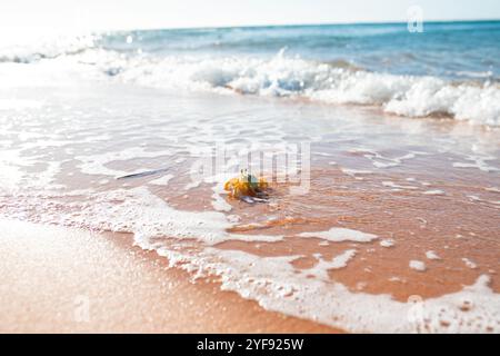 Crabe jaune aux yeux noirs regardant sur le rivage vers le soleil, dans les bas-fonds de la mer. Australie occidentale. Banque D'Images