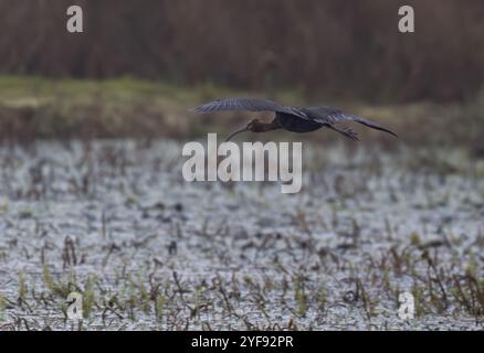 Un Ibis brillant (Plegadis falcinellus) en vol au-dessus de Hickling Broad, Norfolk Banque D'Images