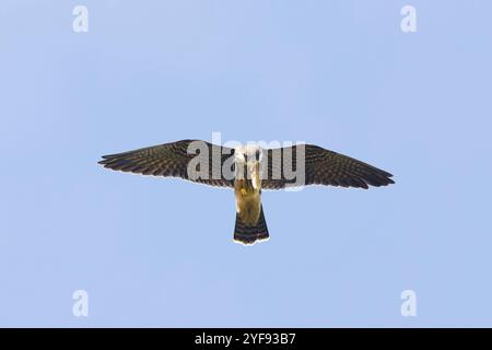 Hobby eurasien Falco subbuteo, alimentation juvénile sur libellule en vol, Suffolk, Angleterre, octobre Banque D'Images