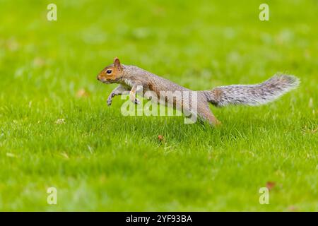 Écureuil gris de l'est Sciurus carolinensis, espèce introduite, sauté adulte sur l'herbe, Suffolk, Angleterre, octobre Banque D'Images