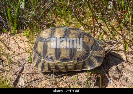 La tortue ventre rouge vue près de Darling dans le Cap occidental de l'Afrique du Sud Banque D'Images