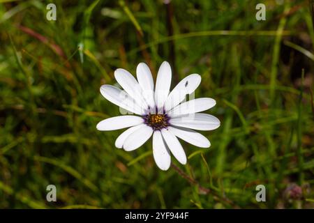 Deux fleurs de la Marguerite africaine blanche commune (Dimorphtotheca pluvialis) Dans un habitat naturel près de Darling dans le Cap occidental De l'Afrique du Sud Banque D'Images