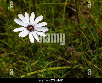 Deux fleurs de la Marguerite africaine blanche commune (Dimorphtotheca pluvialis) Dans un habitat naturel près de Darling dans le Cap occidental De l'Afrique du Sud Banque D'Images