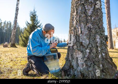 Homme observant de près le flux de sève de bouleau dans un conteneur par temps clair, pratiquant le taraudage durable des arbres dans une zone boisée. Banque D'Images