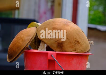 Gros plan d'un seau rempli de champignons comestibles fraîchement cueillis. Banque D'Images