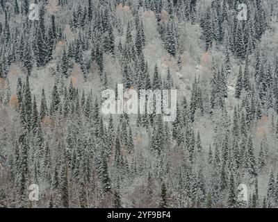 Paysage d'hiver de la forêt de Fir Tree dans les montagnes. Fond de paysage de Noël. Changement des saisons de l'automne à l'hiver dans les montagnes d'Europe. Forêt riche avec divers arbres verts Banque D'Images