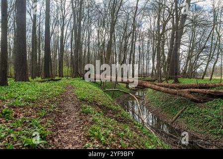 PR Polansky les dans la ville d'Ostrava en république tchèque avec sentier étroit, petite rivière, forêt et ail sauvage au début du printemps Banque D'Images