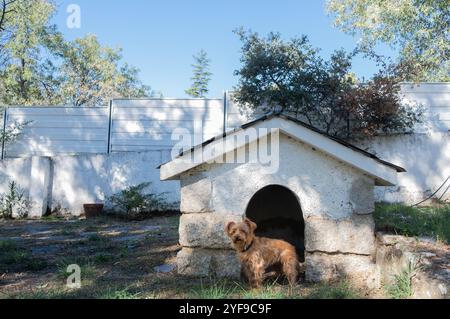 Un petit chien terrier pose debout à la porte de son chenil. C'est dans le jardin d'une maison de campagne et c'est une journée ensoleillée. Sécurité et confort pour animal de compagnie Banque D'Images