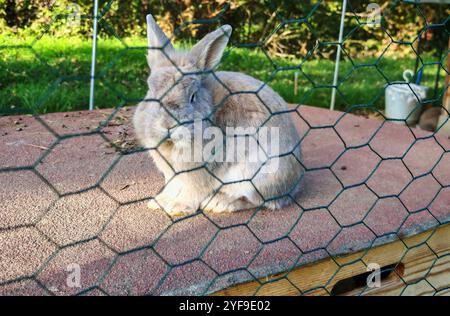 un lapin ou un lièvre dans l'élevage et lapin ou lièvre d'élevage dans l'élevage Banque D'Images