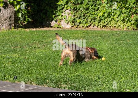 Un petit chien terrier teckel de race pure joue avec une balle jaune. Il est dans un jardin avec une pelouse verte et bien entretenue par une journée ensoleillée. Banque D'Images