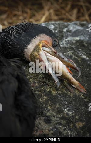 Grand cormoran mort avec des poissons en bouche couchés sur le rocher Banque D'Images