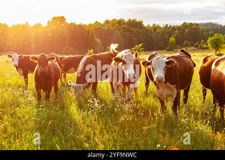 Groupe moyen de vaches qui paissent sur la prairie à la journée ensoleillée Banque D'Images
