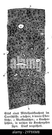 Humain : morceau d'une coupe transversale d'un os métacarpien. A) surface externe, b) surface interne ; c) canaux médullaires ; e) cavités osseuses dans lesquelles se trouvent les cellules osseuses., , anonym (livre zoologique, 1886), Mensch : Stück eines Mittelhandknochens im Querschliff. A) Äußere, b) innere Oberfläche, c) Markkanälchen, e) Knochenhöhlen,in welchen die Knochenzellen sitzen, homme : morceau d'un métacarpien en coupe transversale. A) externe, b) surface interne ; c) des tubules de moelle généreuse ; e) cavités osseuses dans les cellules osseuses Banque D'Images
