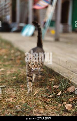 Gros plan d'un chat tabby aux yeux verts Banque D'Images