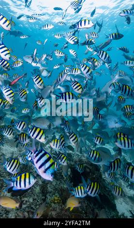 shoal du sergent Major Fish à Raja Ampat Banque D'Images