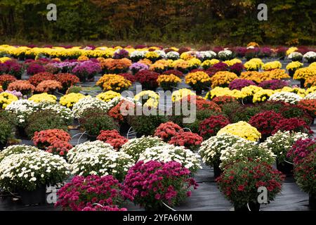 Rangées de chrysanthèmes colorés dans des pots dans une pépinière extérieure Banque D'Images