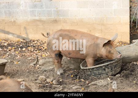 Cochon debout dans un enclos boueux, penché dans une grande baignoire noire Banque D'Images