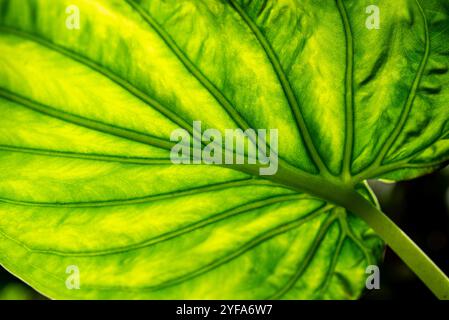 Oreille d'éléphant ( Colocasia esculenta ) Banque D'Images