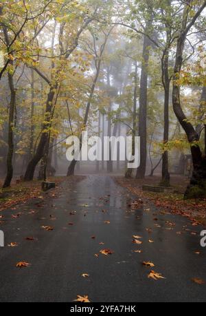 Route vide en automne avec des arbres et des feuilles sur le sol après la pluie. Automne paysage tranquille dans la forêt. Montagnes Troodos Chypre. Paysages d'automne Banque D'Images