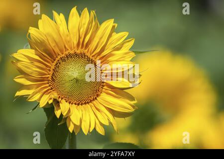 Tournesol (Helianthus annuus), Rhénanie-Palatinat, Allemagne, Europe Banque D'Images