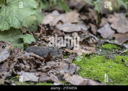 Campagnol à dos rouge (Myodes glareolus), Emsland, basse-Saxe, Allemagne, Europe Banque D'Images