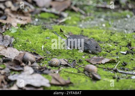 Campagnol à dos rouge (Myodes glareolus), Emsland, basse-Saxe, Allemagne, Europe Banque D'Images