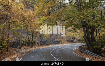 Paysage forestier, arbres jaunes et route courbe vide en automne.Troodos montagnes Chypre Europe Banque D'Images